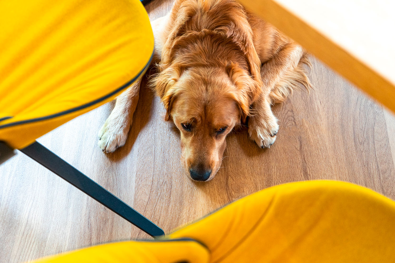 Hund im Wohnzimmer Tischlerei Kastner